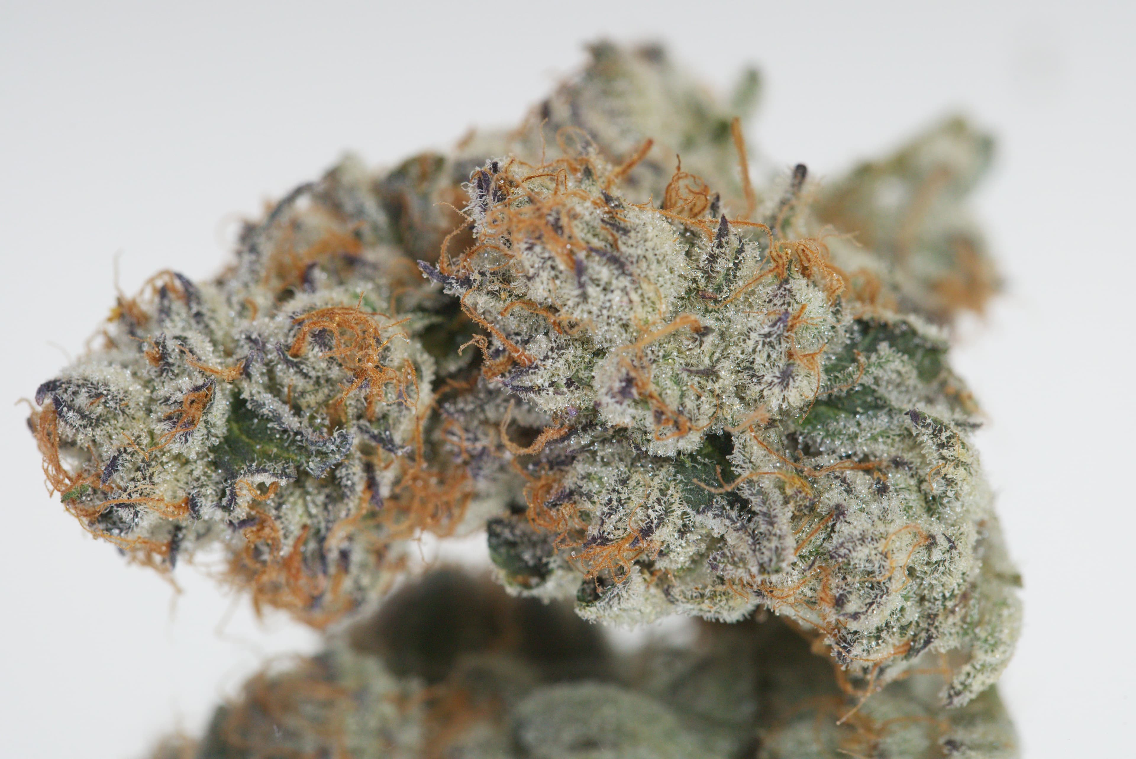 Cereal Milk cannabis strain